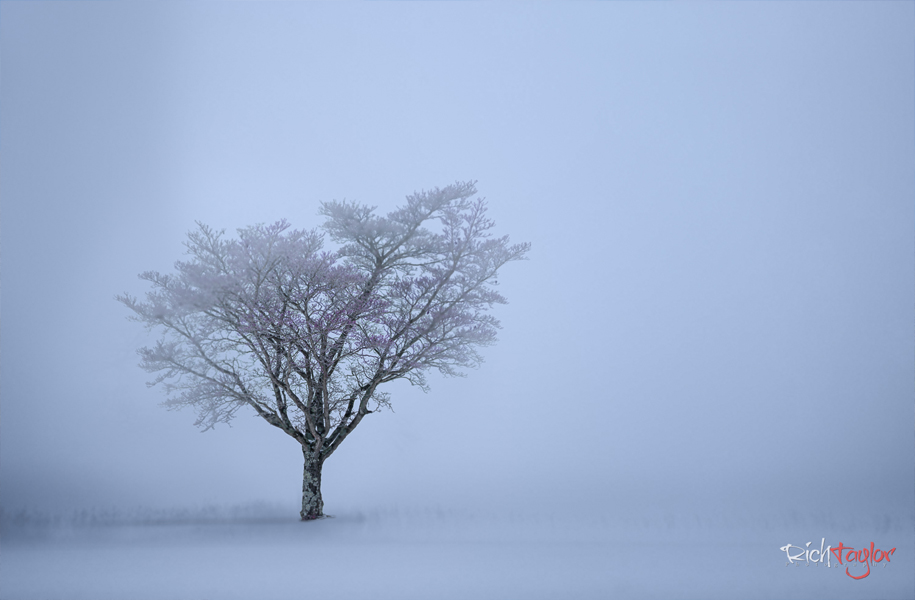 Rich Taylor Photography